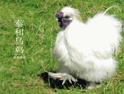 泰和烏雞