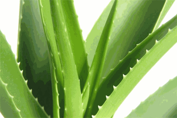 蘆薈護(hù)膚品加盟