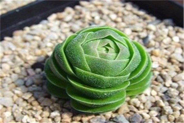景天科多肉植物加盟