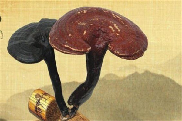 如意龍靈芝粉加盟