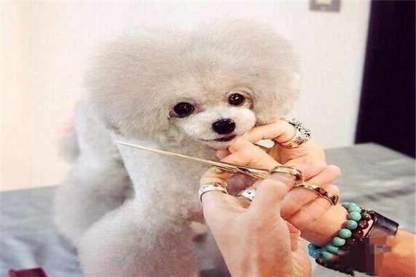 博燁寵物美容加盟