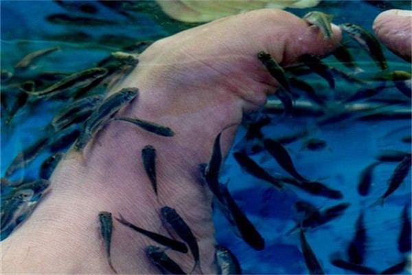 小魔鬼魚(yú)足療加盟