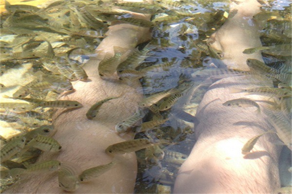 小魔鬼魚(yú)足療加盟