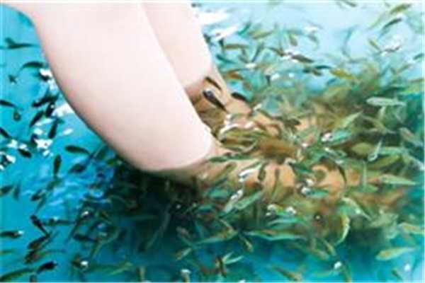 魚泰芒魚療館加盟