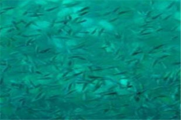 親親按摩魚療加盟