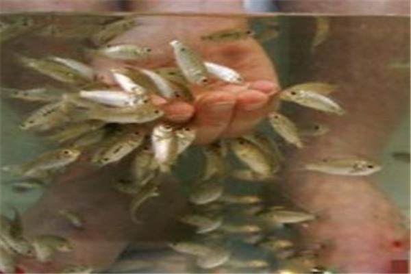 親親按摩魚療加盟