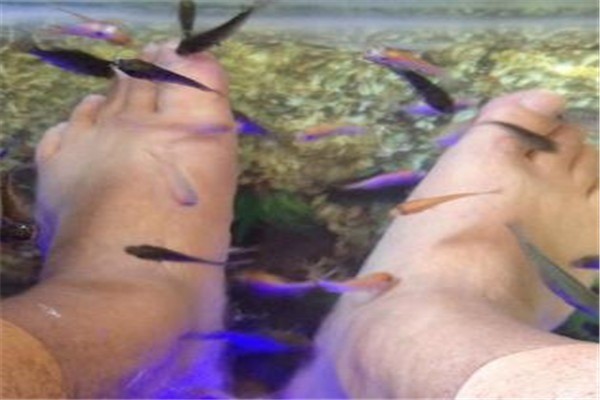 親親按摩魚療加盟