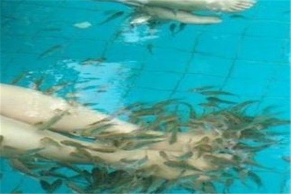 親親按摩魚療加盟