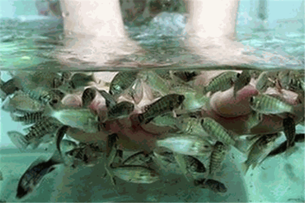魚之吻魚療養(yǎng)生館加盟