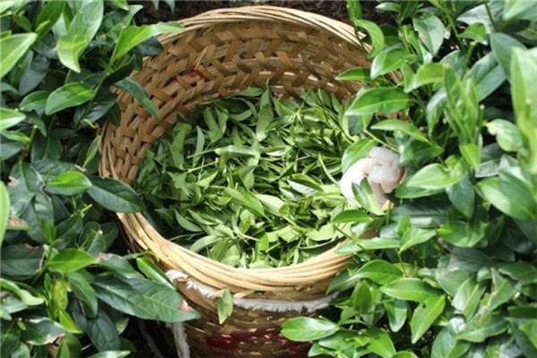 新林玉露茶葉加盟