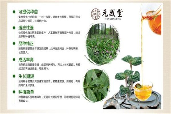 元盛堂金線蓮加盟