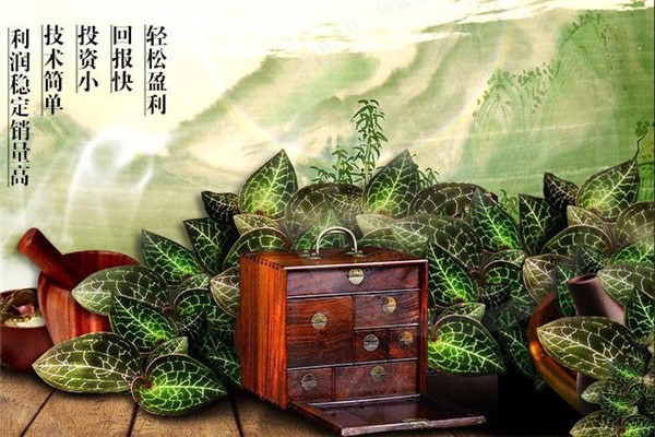 元盛堂金線蓮加盟