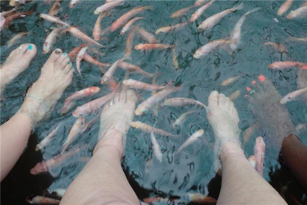 足療魚(yú)加盟