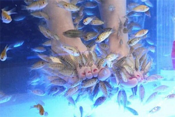 足療魚(yú)加盟