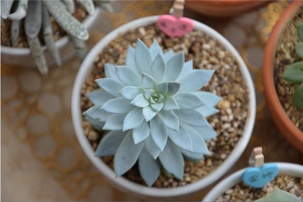 本草花卉多肉多小站加盟