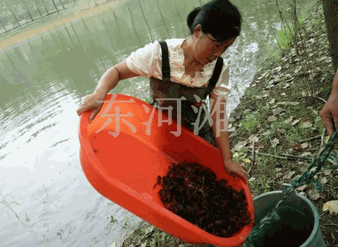 宏盛淡水龍蝦
