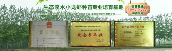宏盛淡水龍蝦