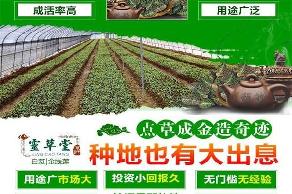 靈草堂種植加盟