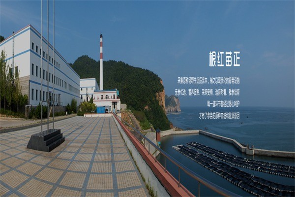 棒棰島海參