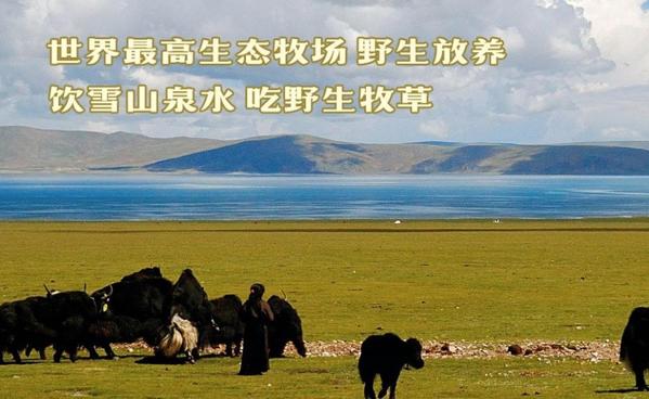 牛飄香牦?；疱? /></p><p>風(fēng)情無(wú)限的雪域高原 蕩滌心靈的天堂美味</p><p>有多少膜拜 震攝心扉 有多少神往 無(wú)法阻擋</p><p>牦牛屬地球之巔的，與北極熊、南極企鵝共稱為“世界三大高寒動(dòng)物”。</p><p>牦牛誘惑在于高寒背后所蘊(yùn)藏的營(yíng)養(yǎng)和美味：</p><p>高寒低氧 錘煉上品細(xì)肉</p><p>在海拔3000 
米以上的低氧高寒地帶，培養(yǎng)了牦牛粗壯結(jié)實(shí)的體質(zhì)，和高抗寒的緊密肉質(zhì)，肉品纖細(xì)緊湊，與普通牛肉的松軟相比，牦牛肉有著天然的芳香氣息，香濃感覺(jué)非比形常。</p><p>潔凈天堂 沒(méi)有公害</p><p>美麗的青藏高原，一個(gè)沒(méi)有工業(yè)污染，沒(méi)有化學(xué)肥料和農(nóng)藥危害的地方，廣闊的牧草高原，潔凈的生態(tài)環(huán)境，造就了純凈天然的藏牦牛肉。</p><p>野生牧養(yǎng) 自然恩賜的天堂美味</p><p>牦牛逐水草而居，野生牧養(yǎng)，原始自然的生長(zhǎng)過(guò)程，一生中攝入大量的蟲(chóng)草、貝母等名貴中草藥，肉品珍貴，味道鮮美。</p><p>低脂肪高蛋白 肉牛之冠 名不虛傳</p><p>牦牛肉以富含蛋白質(zhì)和低脂肪而名列肉類(lèi)前茅，營(yíng)養(yǎng)價(jià)值是其他牛肉所無(wú)法比擬的，是國(guó)際市場(chǎng)上稀有的高級(jí)肉類(lèi)，它以名、優(yōu)、稀、特征服了世界各地的消費(fèi)者。在港澳和西歐市場(chǎng)上，牦牛肉被譽(yù)為“肉牛之冠”。對(duì)增強(qiáng)人體抗病力、細(xì)胞活力和器官功能均有顯著作用。</p><p><br></p>
                </div>
                <div   id=