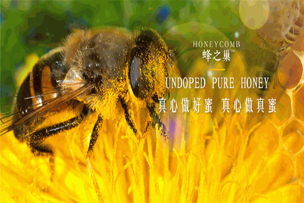 蜂之巢蜂蜜