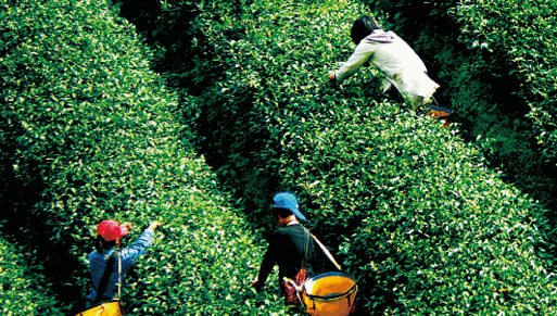 阿華師茶葉
