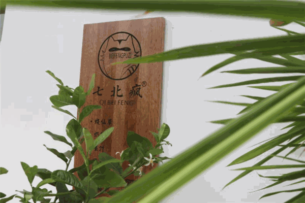 七北瘋燒仙草