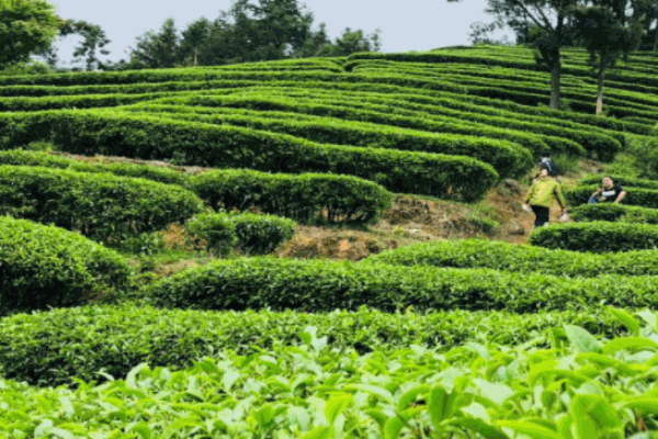 喜芝皇奶茶