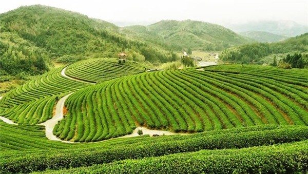 萌馨茶業(yè)