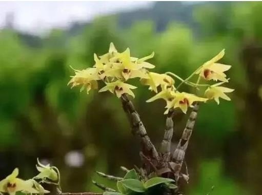 中華仙草鐵皮石斛