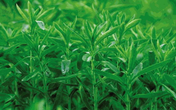 萊茵生物保健品