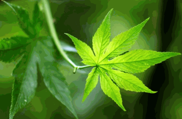 萊茵生物保健品