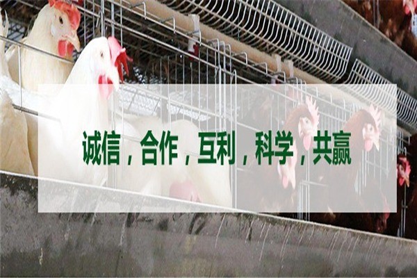希友飼料