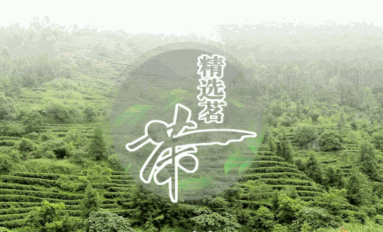 新興茶葉