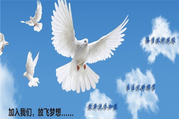東方白鴿洗衣
