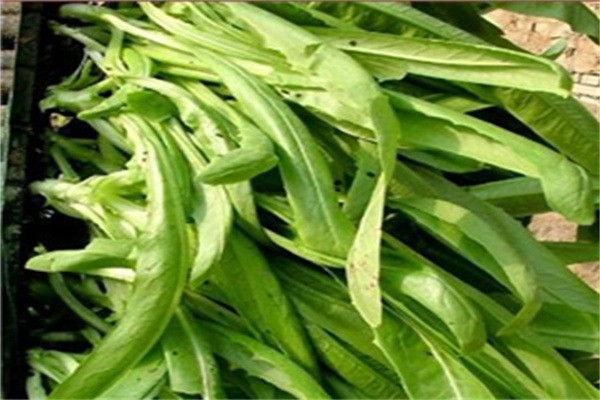 中農(nóng)共信有機(jī)瓜菜工廠加盟