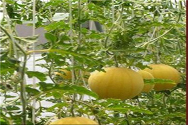 中農(nóng)共信有機(jī)瓜菜工廠加盟