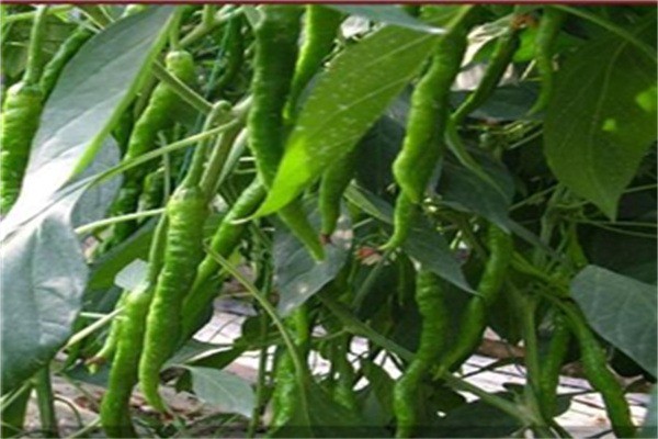 中農(nóng)共信有機(jī)瓜菜工廠加盟