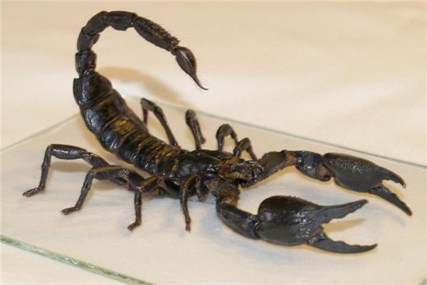 豐潤興農(nóng)生物工程加盟