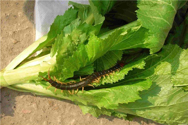 豐潤興農(nóng)生物工程加盟