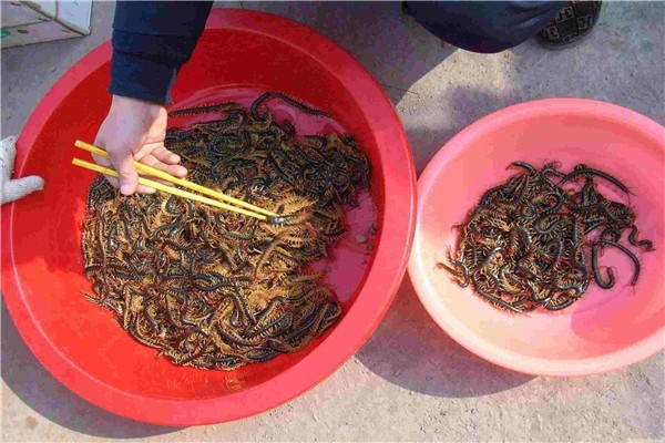豐潤興農(nóng)生物工程加盟