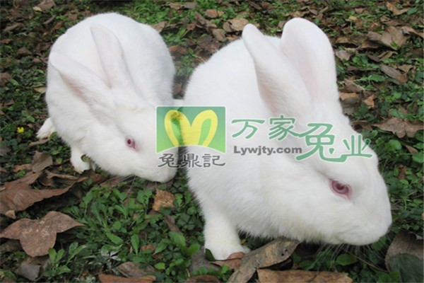 萬家兔業(yè)養(yǎng)殖加盟