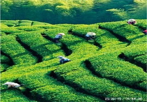 天林茶加盟