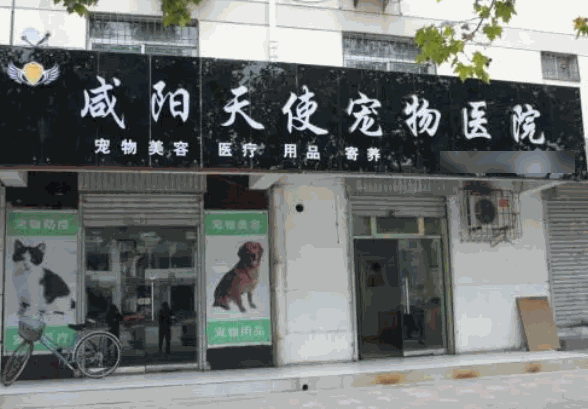 天使寵物診所