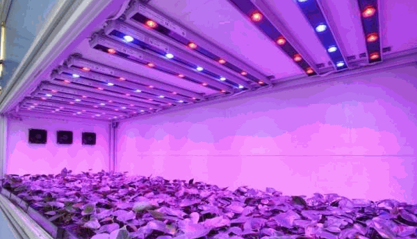 雷德LED植物燈