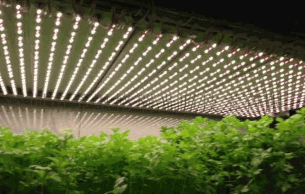 雷德LED植物燈