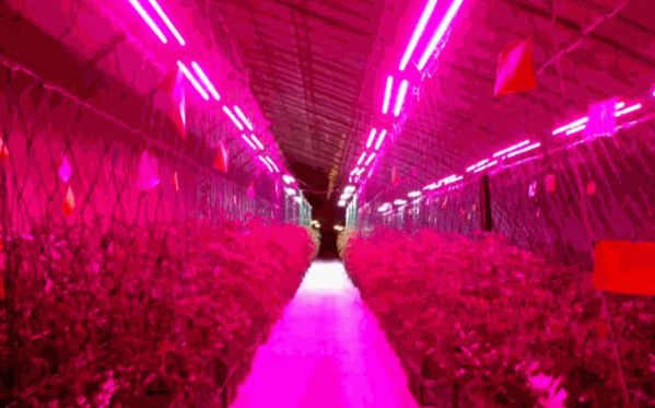 雷德LED植物燈