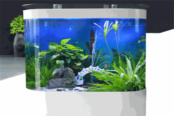 揚子生態(tài)水族加盟