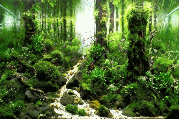 揚子生態(tài)水族加盟