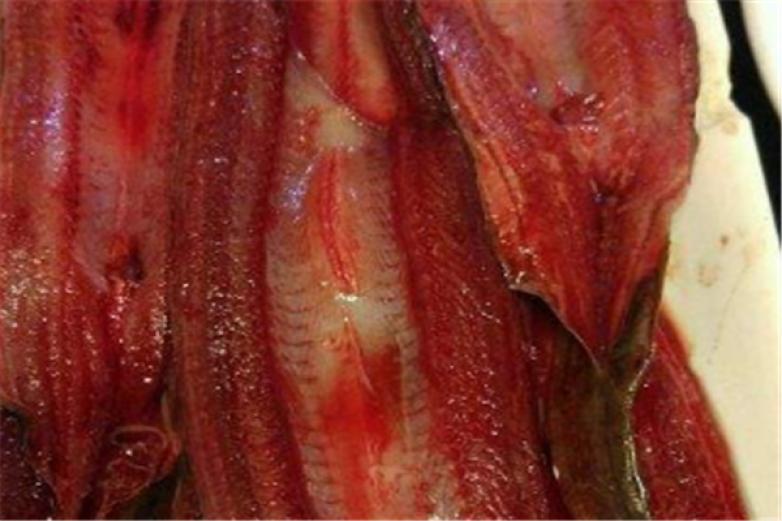 鵝腸王鱔魚火鍋